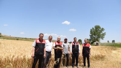 Karesi’ye bağlı Şamlı Mahallesi’nde başlayan hububat hasadına İl Tarım ve