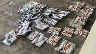 Erdek Belediyesi Balık Hali’nde yaz sezonunun ilk mezatı geçtiğimiz hafta