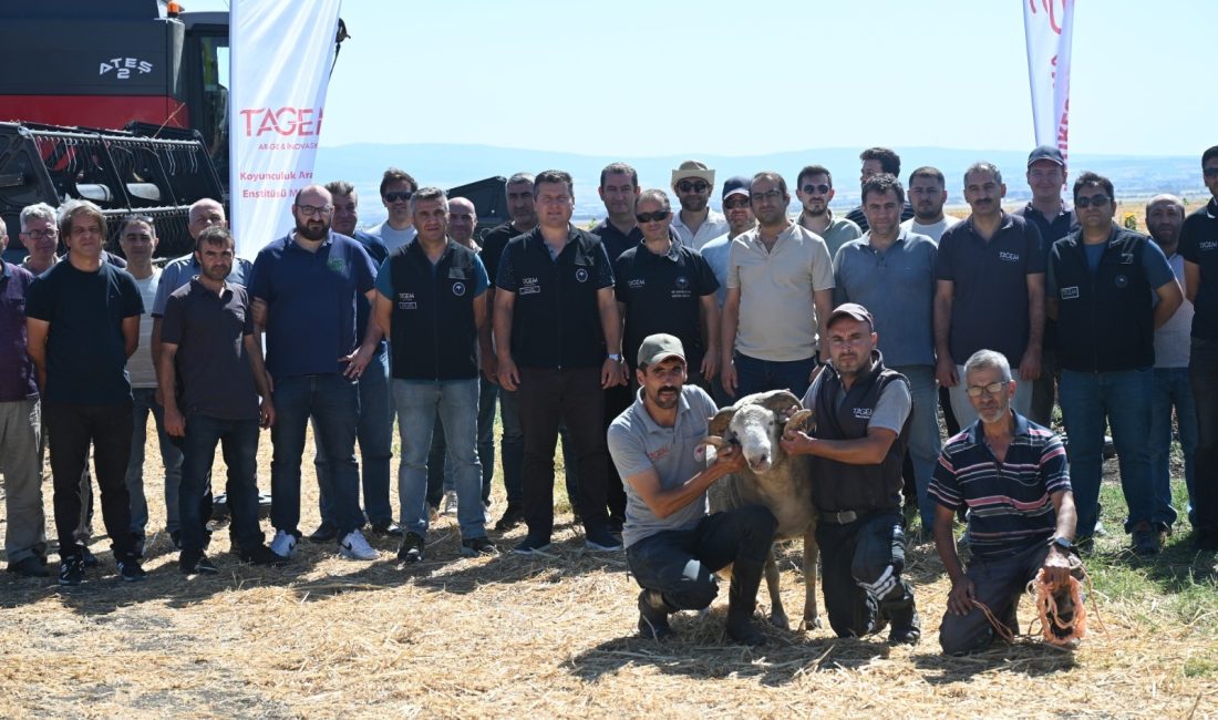 Bandırma Koyunculuk ve Araştırma Enstitüsü’nde arpa ve buğday hasadı başladı.