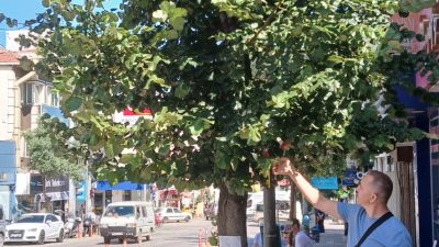Atatürk Caddesi 25 nolu işyeri önünde bulunan ve hastalıklı olduğu