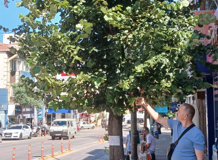 AĞAÇLAR İLAÇLANIYOR Atatürk Caddesi 25 nolu işyeri önünde bulunan ve hastalıklı olduğu