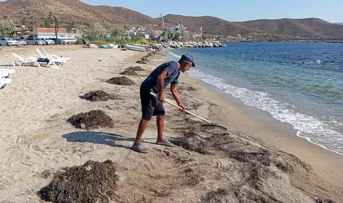 Marmara Adaları’nda sahil ve yol düzenlemeleri devam ediyor Marmara Adalar Belediyesi, yaz sezonu öncesinde çevre düzenlemesi, kumsal temizliği