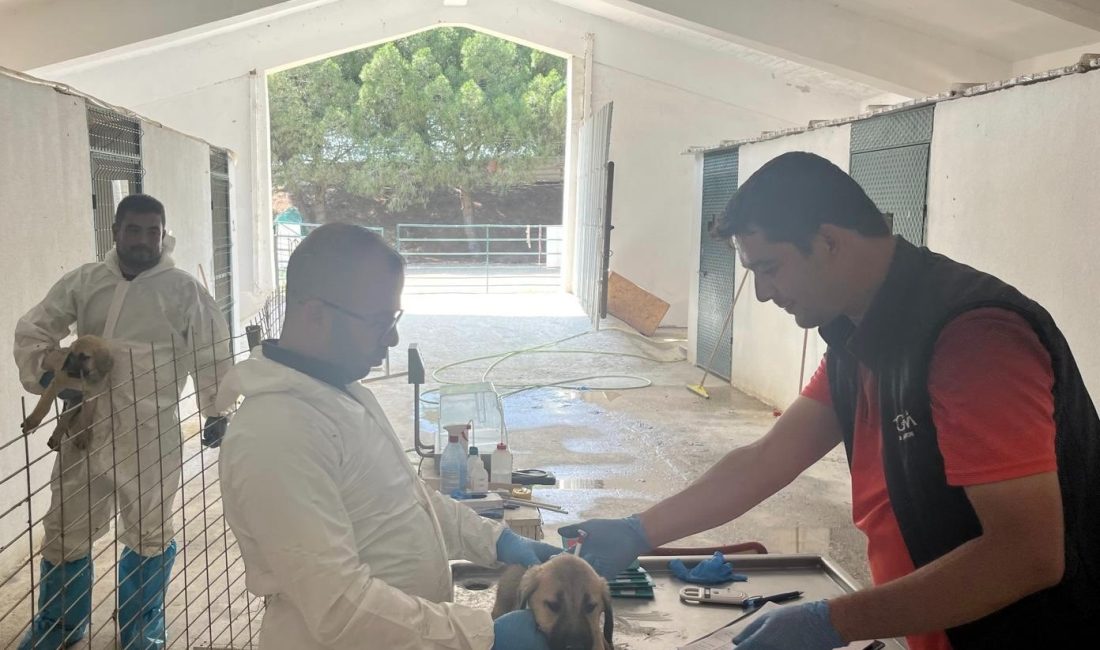 Bandırma Koyunculuk Araştırma Enstitüsü’nde doğan Kangal ırkı damızlık çoban köpekleri,