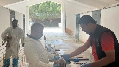 Bandırma Koyunculuk Araştırma Enstitüsü’nde doğan Kangal ırkı damızlık çoban köpekleri,