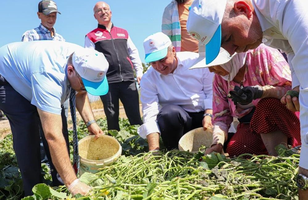Sındırgı ilçesinde coğrafi işaretle tescillenen kornişonunun hasadı tüm hızıyla devam