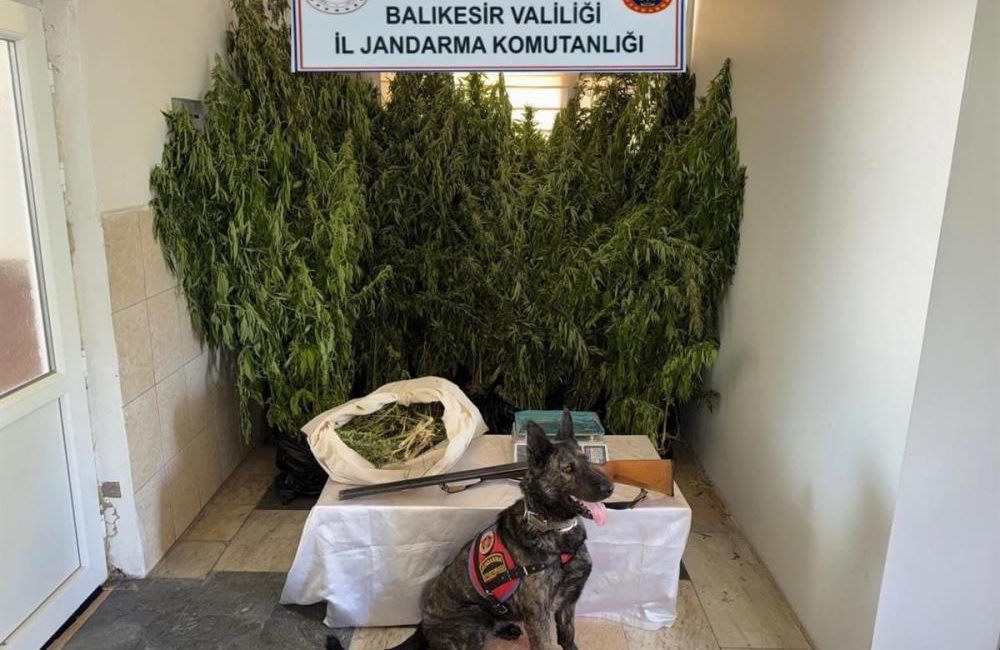 Balıkesir’de jandarmadan 9 ilçede uyuşturucu operasyonu: 15 gözaltı Balıkesir’de jandarmanın 9 ilçede düzenlediği uyuşturucu operasyonlarında 15 şüpheli gözaltına