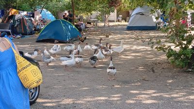 Erdek’te denize girdikleri için CİMER’e şikâyet edilen kazlar, yaklaşık bir