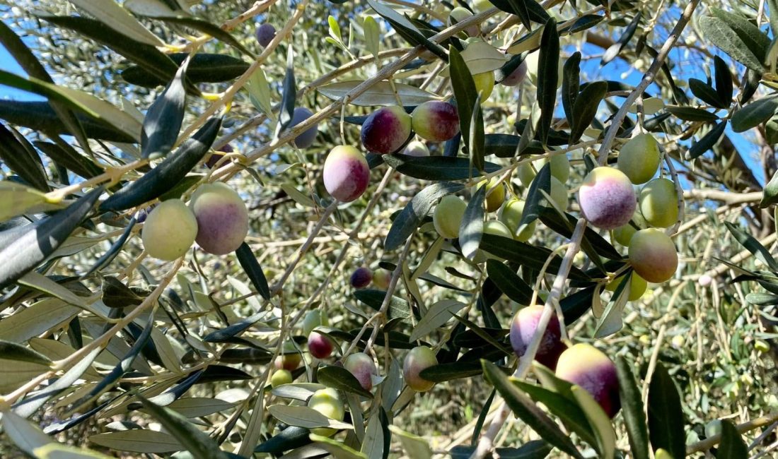 Balıkesir, zeytincilikte Türkiye dördüncüsü Balıkesir İl Tarım ve Orman Müdürlüğü, ilin yağlık zeytin üretiminde