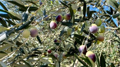 Balıkesir İl Tarım ve Orman Müdürlüğü, ilin yağlık zeytin üretiminde