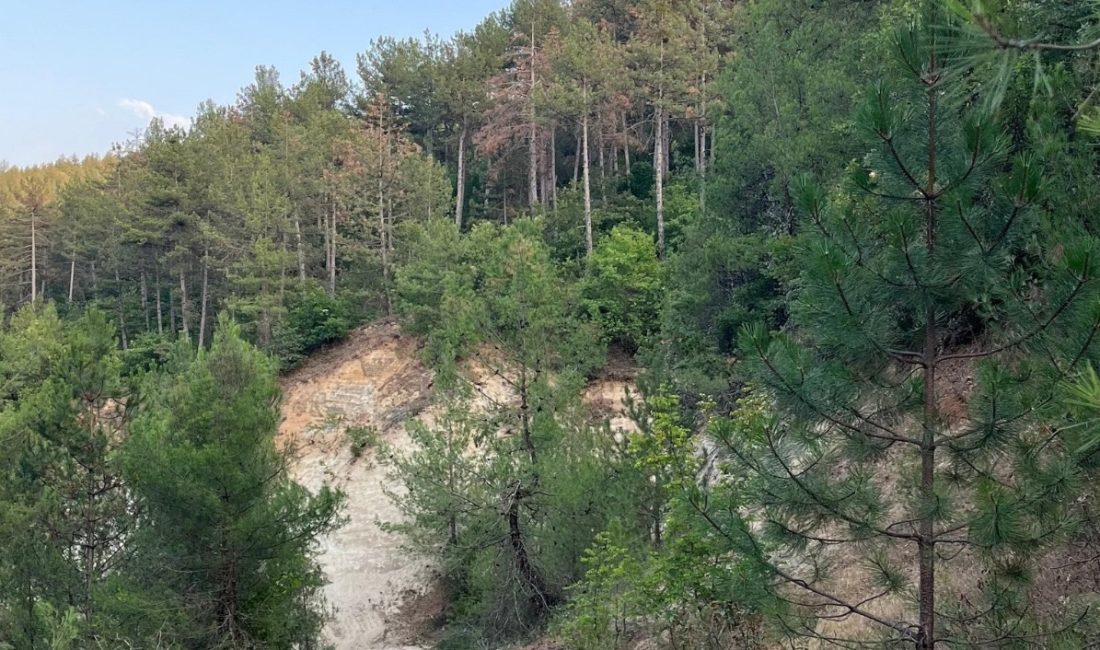 Dursunbey’de orman yolları için çalışmalar tamamlandı Balıkesir Orman Bölge Müdürlüğü, Dursunbey’deki orman yollarında bakım ve yeni