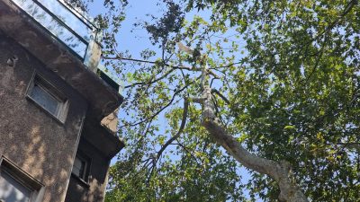 Bandırma’da şiddetli rüzgârın ardından ağaçlardan kopan dallar temizlenmesine rağmen bazı