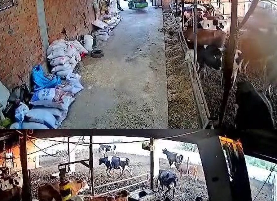 İnekler kaçıştı, kolonya şişeleri yerle bir oldu Balıkesir’de meydana gelen 6.1 büyüklüğündeki deprem esnasında ineklerin kaçışması güvenlik