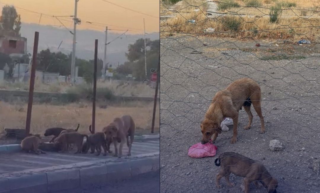 Susurluk Belediyesi anne köpek ve yavrularını ayırdı Susurluk’ta çevre sakinlerinin Yeni Mahalle, İstasyon Caddesinde bulunan boş bir