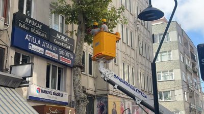 Günaydın Mahallesi’nde bulunan tarihi çınar ağacında yaz ortasında yapılan budama