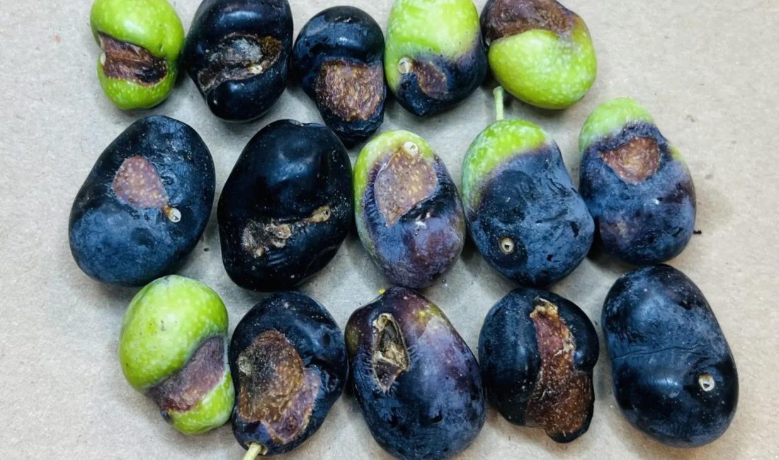Erdek İlçe Tarım’dan zeytin üreticilerine uyarı Erdek ilçe Tarım ve Orman Müdürlüğü tarafından zeytin sineği ile