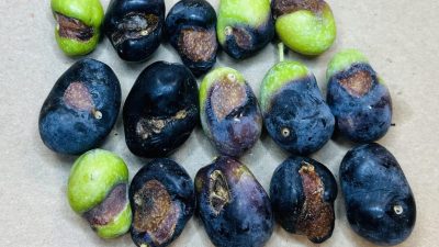 Erdek ilçe Tarım ve Orman Müdürlüğü tarafından zeytin sineği ile