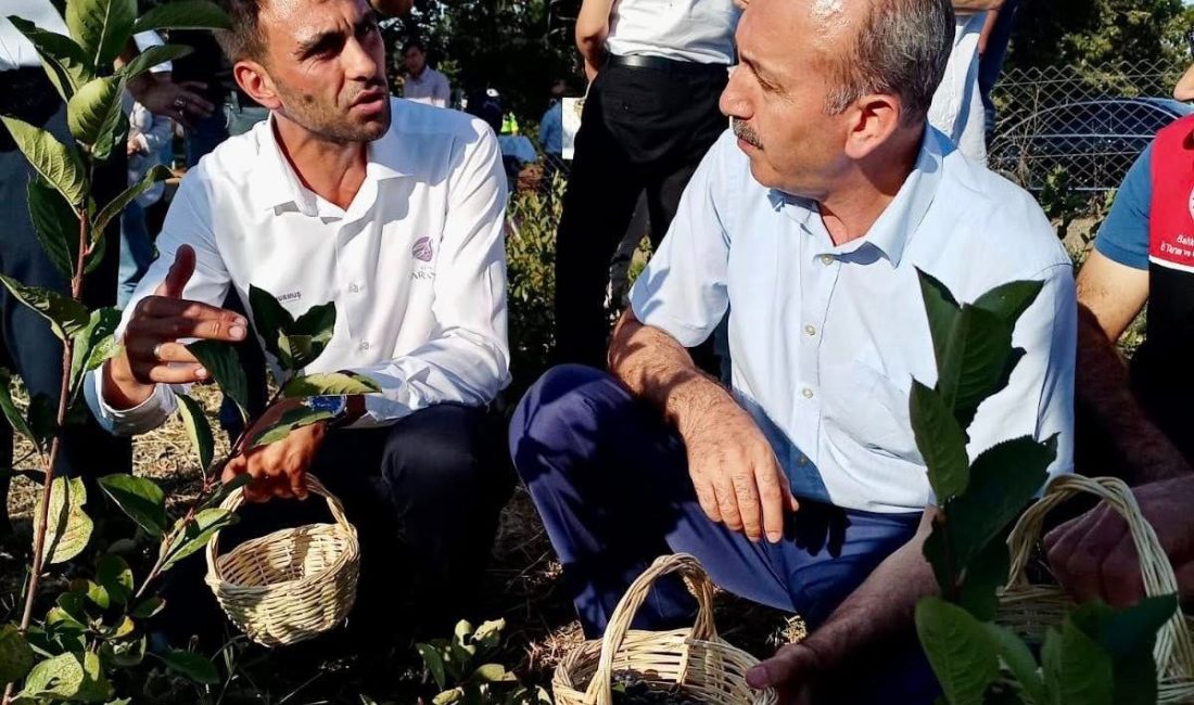 Gönen’de aronya üretimi yükselişte Gönen’de sağlık açısından değerli aronya meyvesinin hasadı başladı. Balıkesir protokolü,