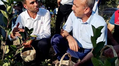 Gönen’de sağlık açısından değerli aronya meyvesinin hasadı başladı. Balıkesir protokolü,