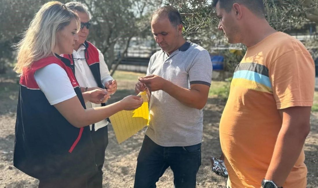 Zeytin üreticilerine zeytin sineğiyle mücadele için tuzak dağıtıldı Edremit İlçe Tarım ve Orman Müdürlüğü tarafından yürütülen proje kapsamında,