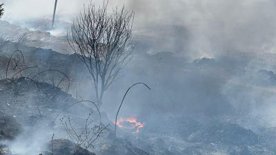 Susurluk kara yolunda, Manyas Kuş Cenneti yakınlarında bulunan otluk alanda