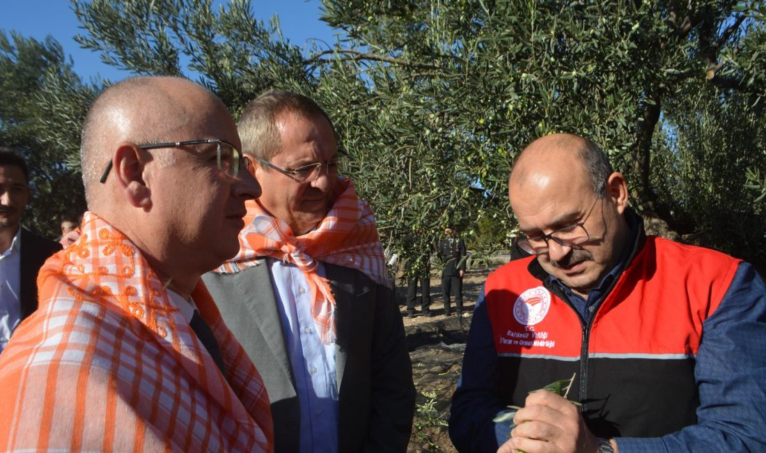 Türkiye’nin en önemli zeytin ve zeytinyağı merkezlerinden biri olarak kabul