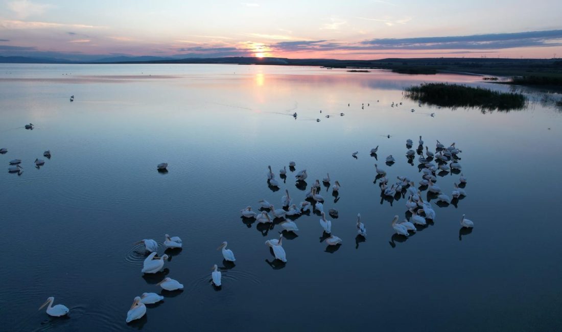 Sonbaharda Manyas Gölü’nde pelikan ve flamingo ziyaretleri Manyas Kuş Cenneti, sonbahar aylarında pelikanlar ve flamingolarla adeta bir