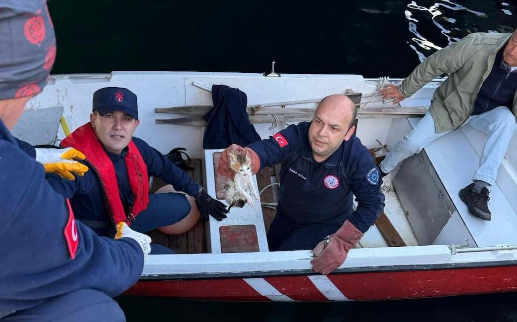 Erdek’te denize düşen yavru kedi kurtarıldı Liman mevkisinde denize düşen yavru kedi, itfaiye ekiplerinin hızlı müdahalesiyle