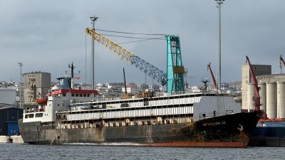 Bandırma ilçesinde çok sayıda ithal büyükbaş hayvan taşıyan gemi, 8