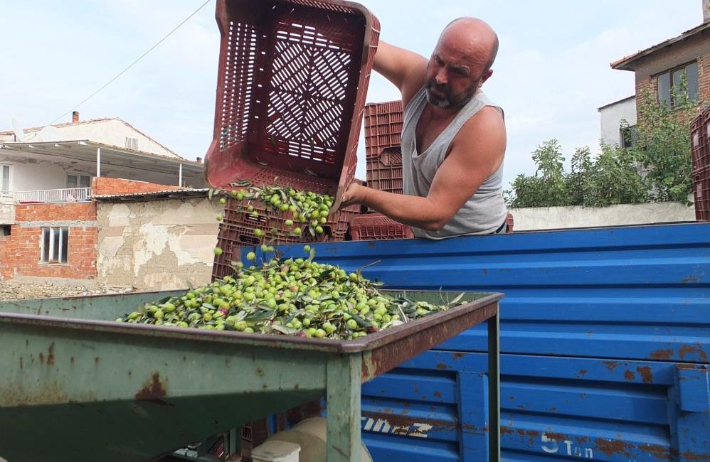 Balıkesir’de elekler kuruldu yeşil zeytin hasadı başladı Türkiye’nin önemli zeytin üretim merkezlerinden Balıkesir’in Burhaniye ilçesinde, yağmurların ardından