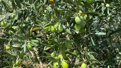 Erdek İlçe Tarım ve Orman Müdürlüğü, yapılan arazi kontrollerinde zeytin