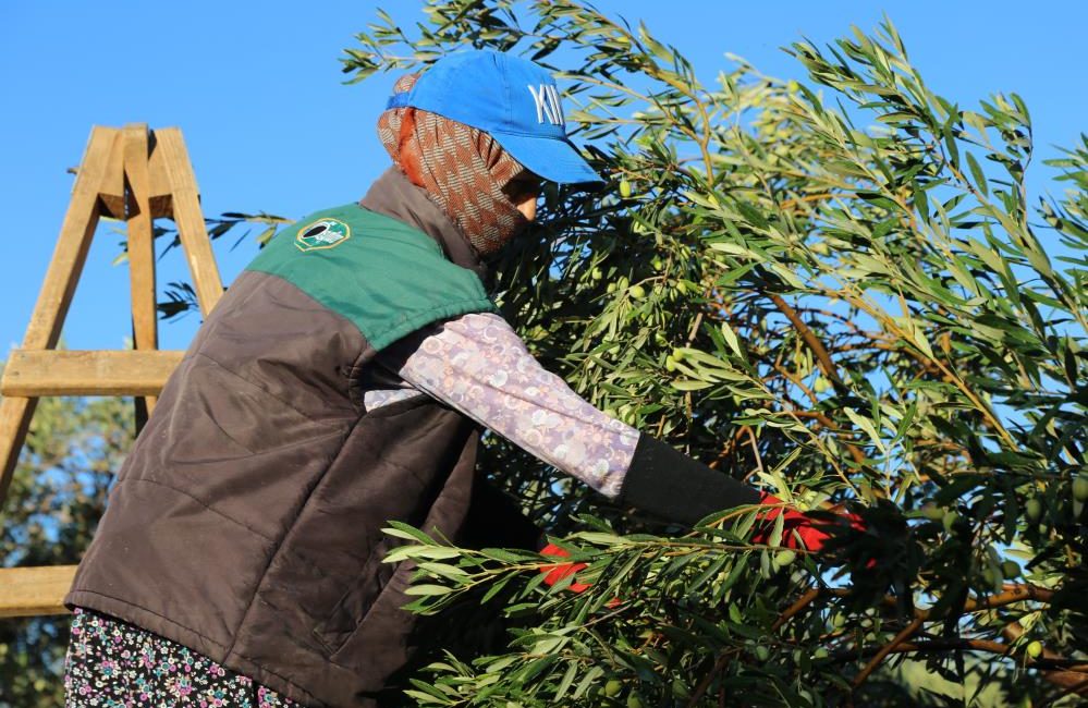 Zeytin hasadı dua ve hayır yemekleriyle başladı Altınova Mahallesi’nde dualar ve hayır yemeğiyle yapılan ilk hasat geleneği