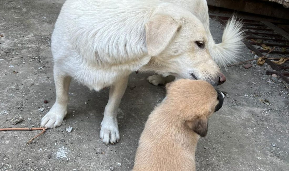 Beton parçası altında kalan yavru köpek kurtarıldı Susurluk Şeker Mahallesi Orkide Sokak’ta beton parçasının altında kalan yavru