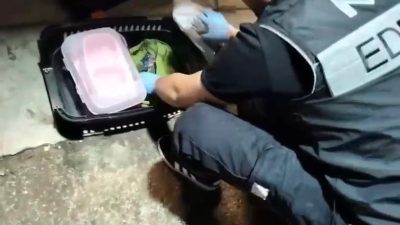 Edremit’te polis ekiplerinin düzenlediği operasyonda, bir otomobilde kedi taşıma çantasına