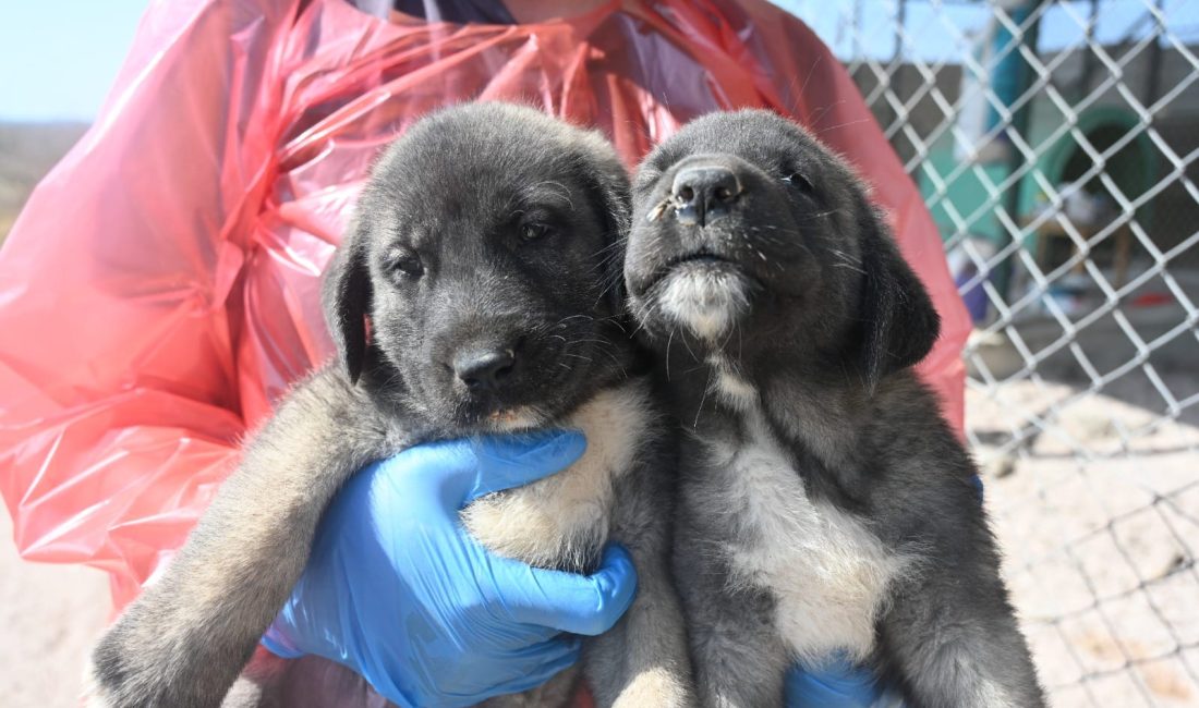 Bandırma Koyunculuk Araştırma Enstitüsü, damızlık Kangal çoban köpeklerinin 2 yaş