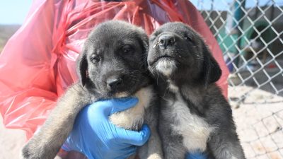 Bandırma Koyunculuk Araştırma Enstitüsü, damızlık Kangal çoban köpeklerinin 2 yaş
