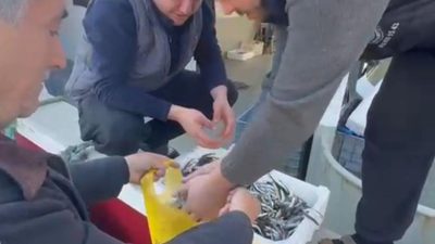 Erdek ilçesine bağlı Paşalimanı Adası Balıklı Mahallesi’nde balıkçılar, tezgâhlardaki yüksek