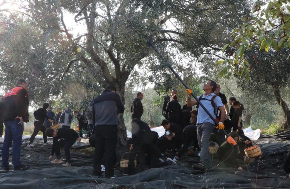 Geleceğin çiftçileri zeytin hasadında Edremit İlçe Tarım ve Orman Müdürlüğü tarafından yürütülen ve tarımsal
