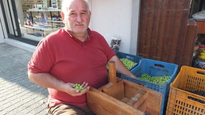 Türkiye’nin önemli zeytin üretim merkezlerinden Balıkesir’in Burhaniye ilçesinde, yeşil zeytin