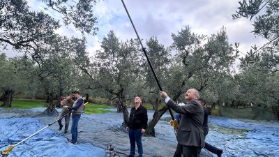 Erdek Kaymakamı Hasan Göç, devam eden zeytin hasadı döneminde üreticileri