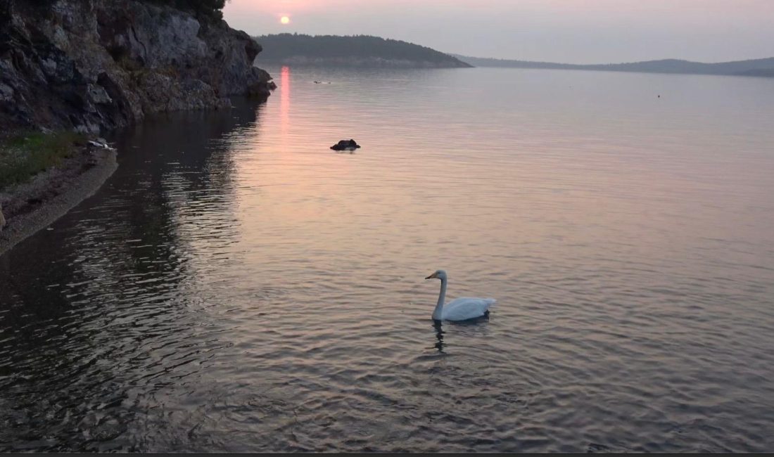 Ayvalık’ta sevimli bir kuğu, Paşa Limanı’nın adeta simgesi oldu. Ayvalık’ta,