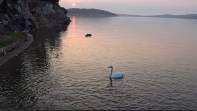 Ayvalık’ta sevimli bir kuğu, Paşa Limanı’nın adeta simgesi oldu. Ayvalık’ta,