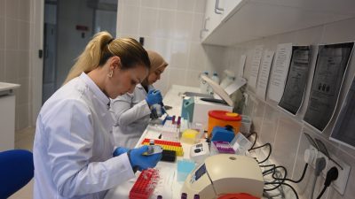 Bandırma Koyunculuk Araştırma Enstitüsü, Karacabey Merinosu damızlık erkeklerde genetik hastalık