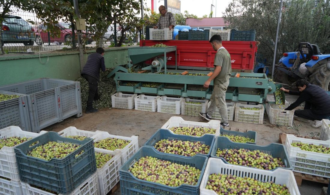 Kazdağları’nda tescilli yeşil çizik zeytin için elek mesaisi başladı Kazdağları’nda coğrafi işaretli yeşil çizik zeytin için elek mesaisi başladı.