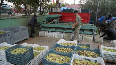 Kazdağları’nda coğrafi işaretli yeşil çizik zeytin için elek mesaisi başladı.