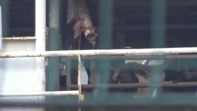  Bandırma açıklarında demirleyen Spiridon-II isimli gemi yem, saman ve su