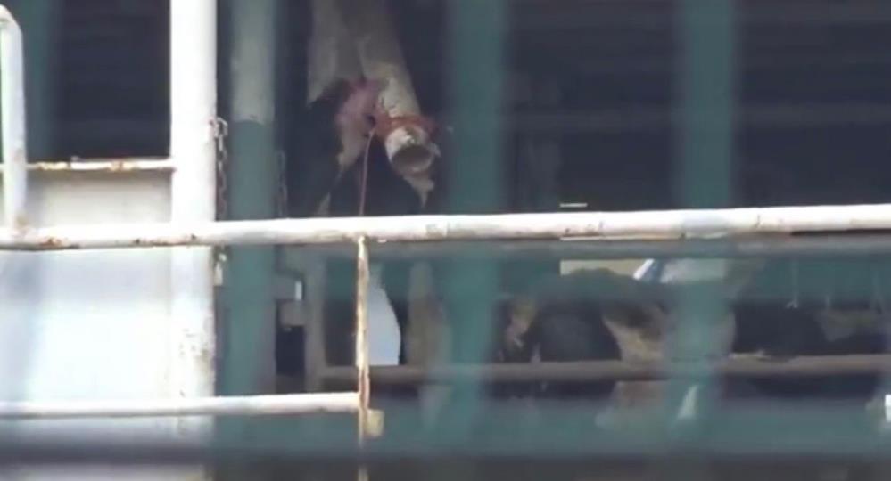 Bandırma limanında yürek burkan görüntü Bandırma açıklarında demirleyen Spiridon-II isimli gemi yem, saman ve su