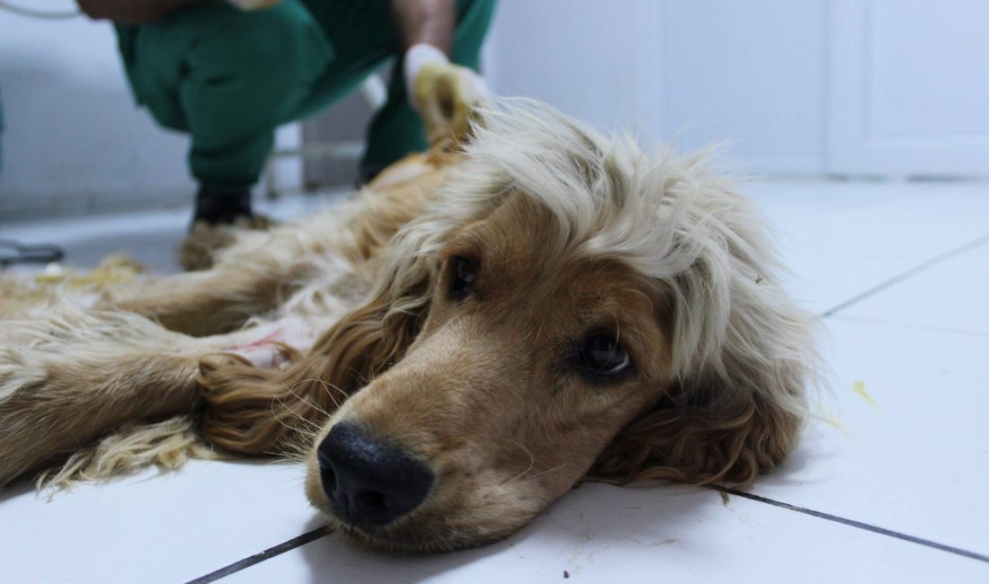 Bandırma’da kasım ayında 17 sokak köpeği yeni yuvasına kavuştu Bandırma Belediyesi Veteriner İşleri Müdürlüğü, Kasım 2025 faaliyet raporunu açıkladı.
