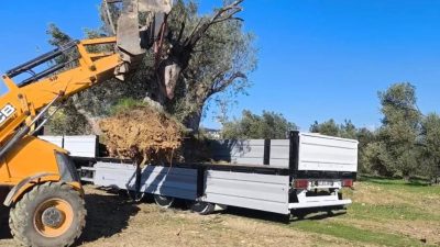 Tarım ve Orman Müdürlüğü, zeytin ağaçlarının sökümü ve taşınması konusunda