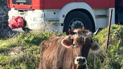 Karaağaç Mahallesi’nde yol kenarındaki 3,5 metrelik kuyuya düşen inek, ekiplerin