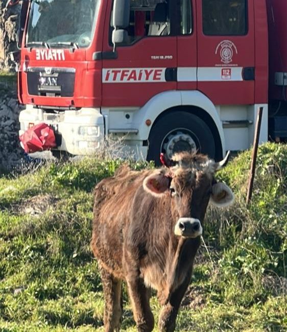 Balıkesir’de kuyuya düşen inek kurtarıldı Karaağaç Mahallesi’nde yol kenarındaki 3,5 metrelik kuyuya düşen inek, ekiplerin